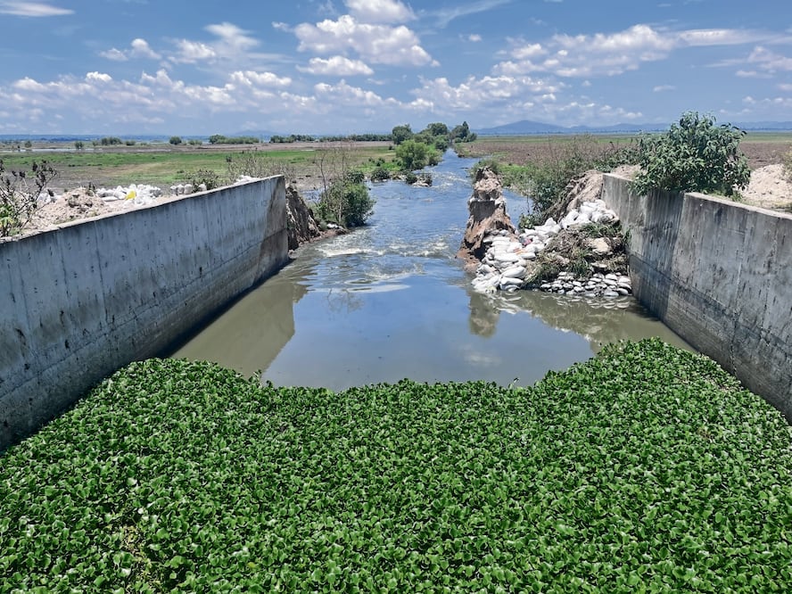 Pobladores de Zumpango dicen que las aguas negras dañarán la siembra que realizaron en la laguna. Foto: Arturo Contreras EL UNIVERSAL