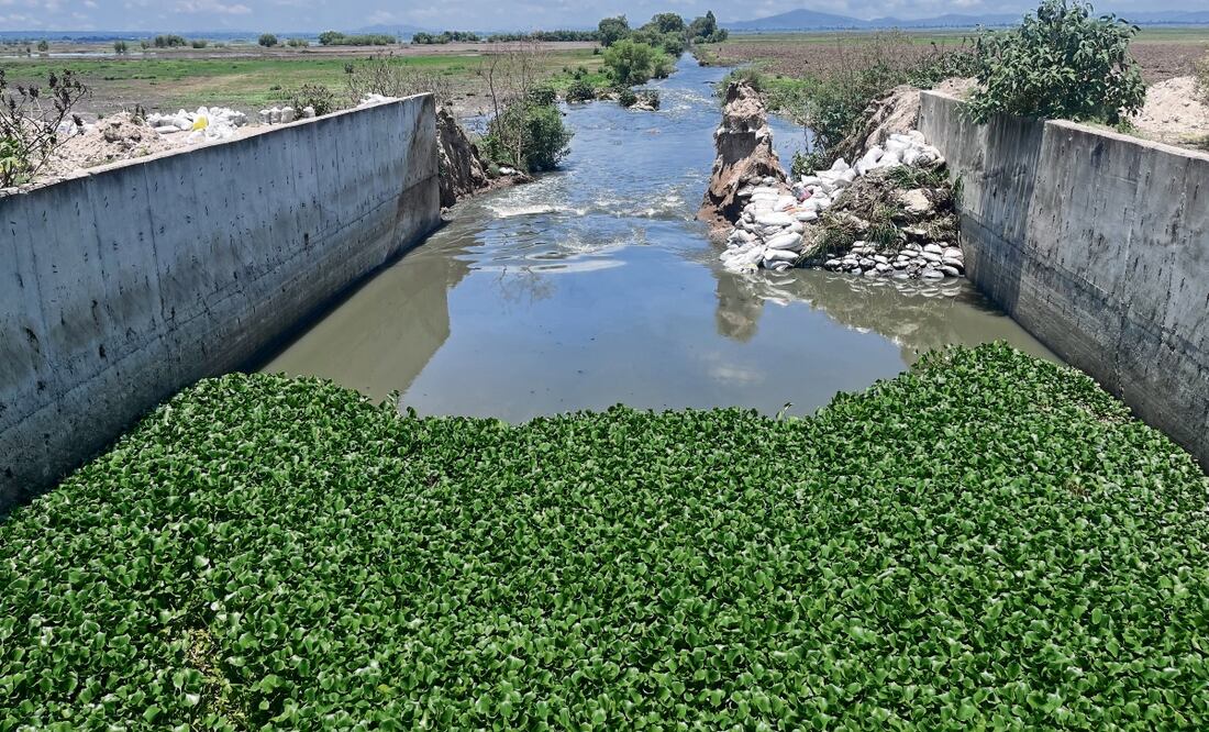 Pobladores de Zumpango dicen que las aguas negras dañarán la siembra que realizaron en la laguna. Foto: Arturo Contreras EL UNIVERSAL