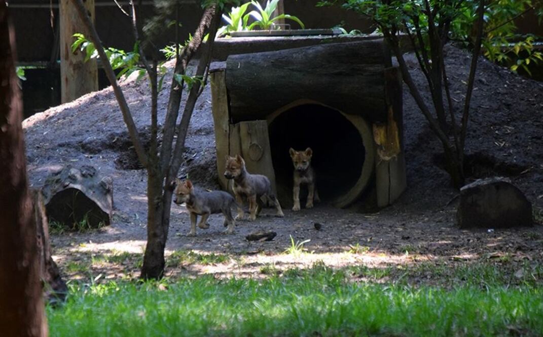 Foto: Twitter @SEDEMA_CDMX