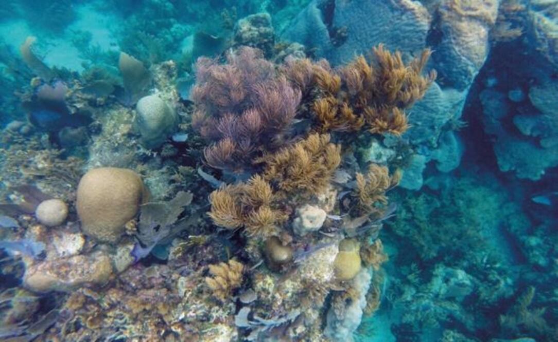 Coral reef - Photo: COURTESY