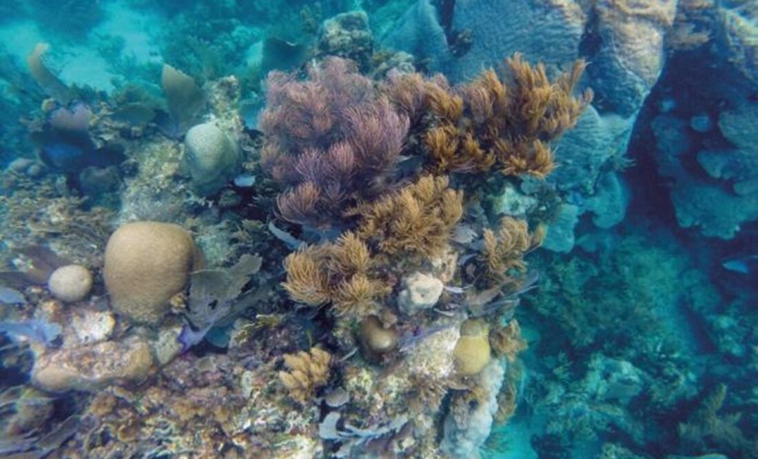 Coral reef - Photo: COURTESY