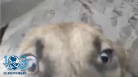 Perrito rescatado del lodo agradece a sus salvadores