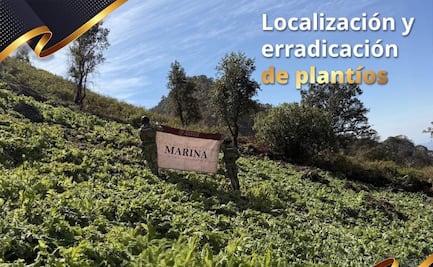 Marina destruye 35 plantíos de amapola en Nayarit; busca erradicar narcotráfico con estas acciones