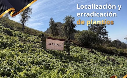 Marina destruye 35 plantíos de amapola en Nayarit; busca erradicar narcotráfico con estas acciones