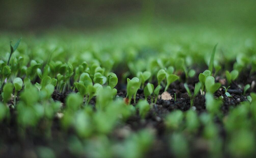 Foto: Airin Party / Pexels