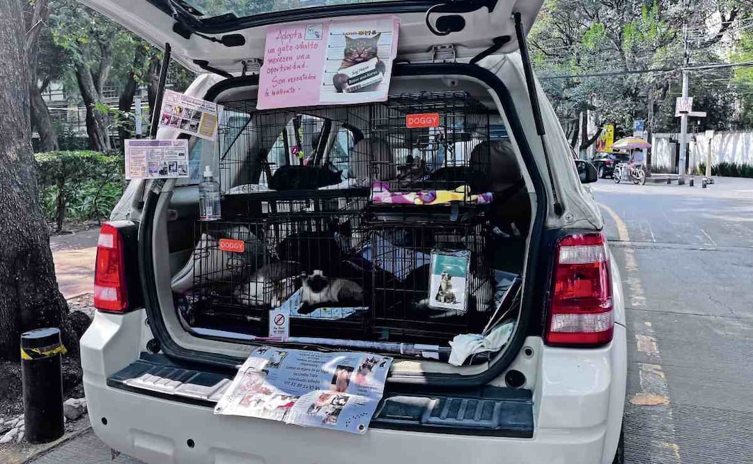 Los ciudadanos ofrecieron animales en adopción en sus autos en las avenidas México y Michoacán. Foto: Especial