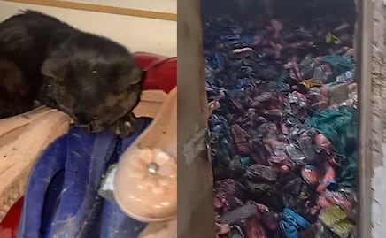 ¡Insólito! Gatito sobrevive a incendio de 10 horas que consumió Plaza Oasis en Tepito, VIDEO