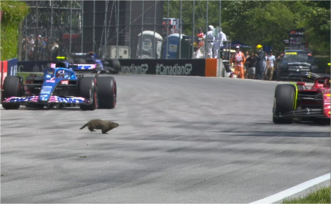 VIDEO: Marmota casi muere atropellada en el Gran Premio de Canadá / FOTO: Twitter: @F1