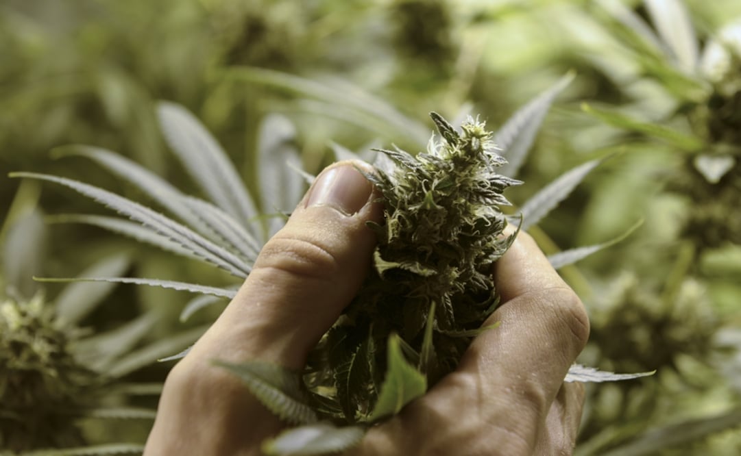 If the culture of marijuana for industrial use were legal in Mexico, it would allow pharmaceutical companies to lower their product prices - Photo: Matilde Campodonico/AP