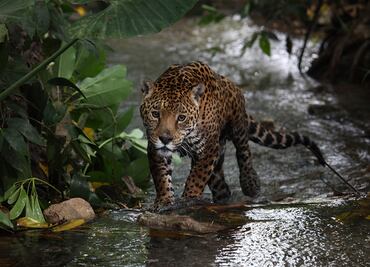 Aumenta 10% la población de jaguar en México