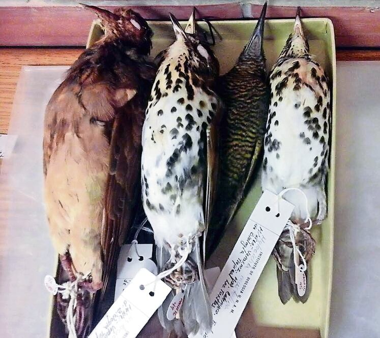 Foto: Archivo/ELUNIVERSAL