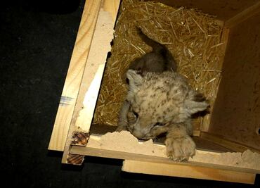 Guardia Nacional rescata a cachorro de León africano en paquetería de Tijuana