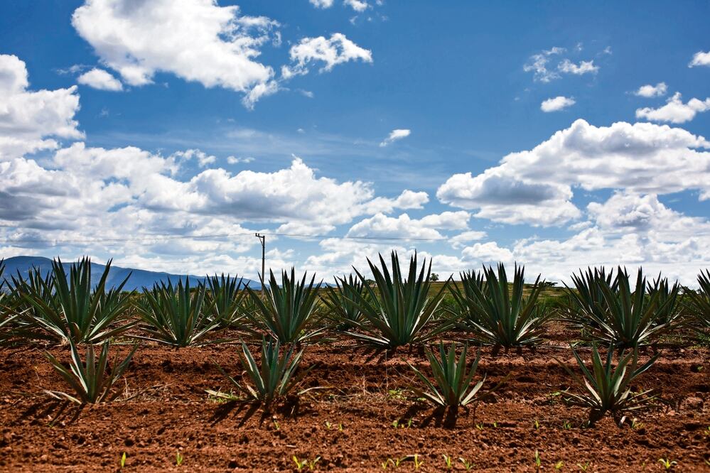 En el Valle de Oaxaca, la disponibilidad de agua es un aspecto importante. Foto: Mario Arturo Mártinez/ EL UNIVERSAL