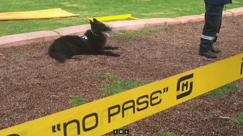 Can de la UNAM irá a Campeonato Mundial de Perros de Rescate