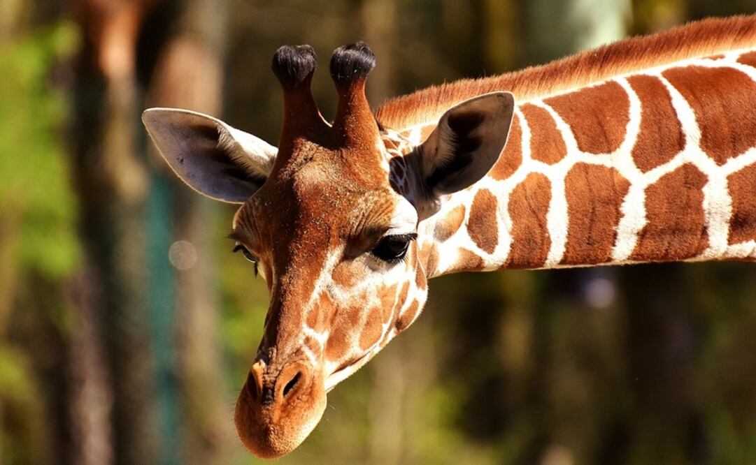 Foto: Ilustrativa. Pixabay