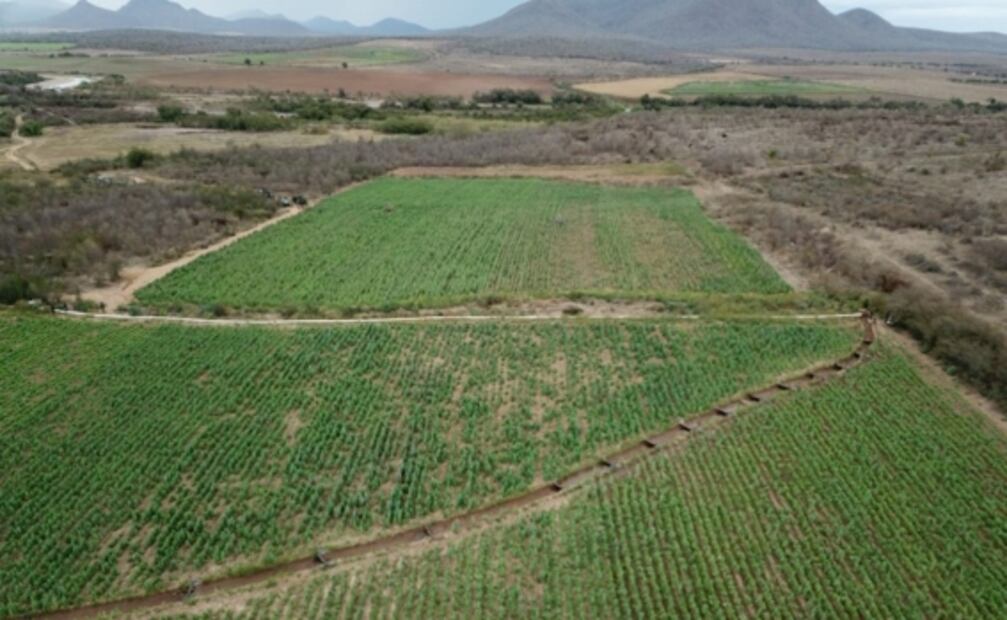 Sedena incinera el plantío de amapola más grande del que se tiene registro en lo que va del año