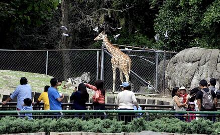 ¡Habemus logo! Zoológico de Chapultepec ya tiene emblema para celebrar sus 100 años