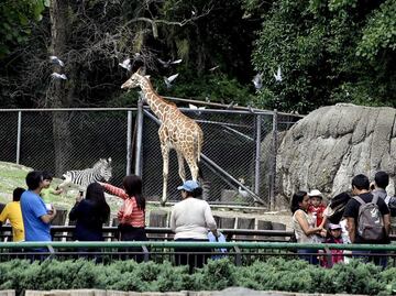 ¡Habemus logo! Zoológico de Chapultepec ya tiene emblema para celebrar sus 100 años