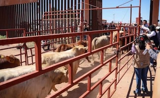 Reanudan exportación de ganado por Agua Prieta; Sonora suma 30 casos de gusano barrenador