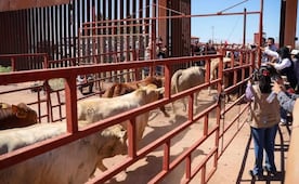 Reanudan exportación de ganado por Agua Prieta; Sonora suma 30 casos de gusano barrenador