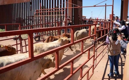 Reanudan exportación de ganado por Agua Prieta; Sonora suma 30 casos de gusano barrenador