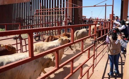 Reanudan exportación de ganado por Agua Prieta; Sonora suma 30 casos de gusano barrenador