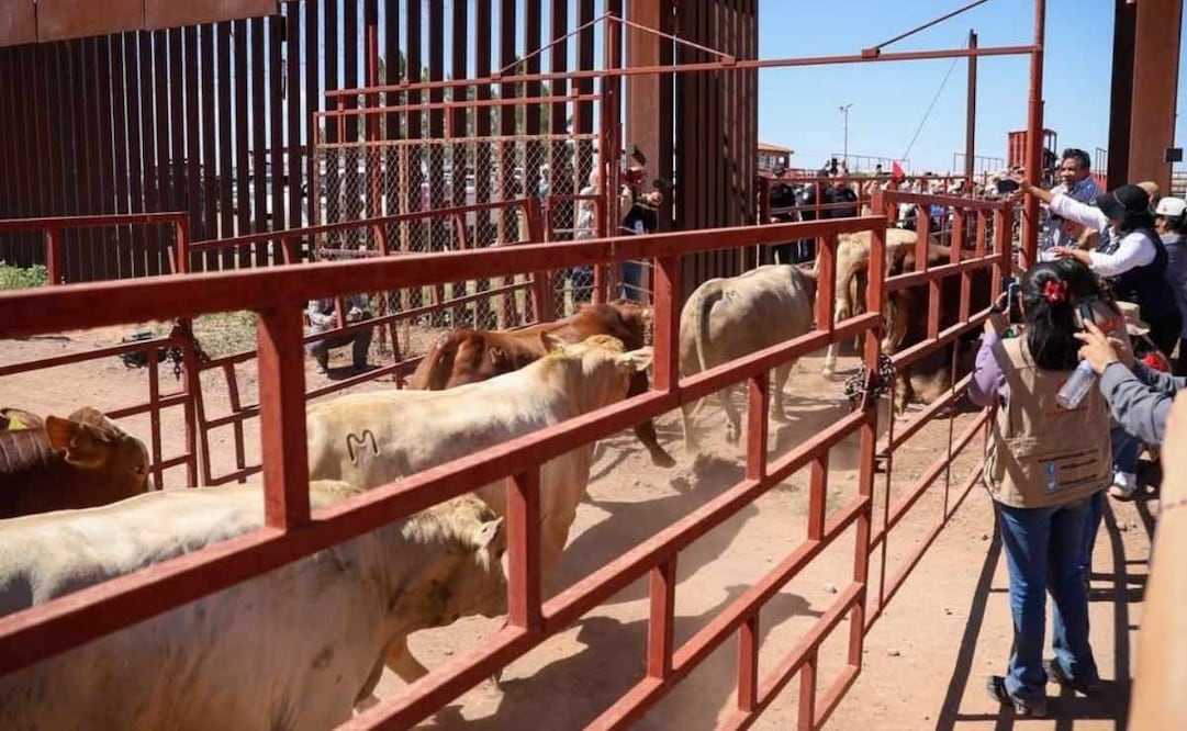 La exportación de ganado en pie hacia Estados Unidos se reanudó este martes por Agua Prieta, Sonora. 08/09/2026 | Foto: Especial.