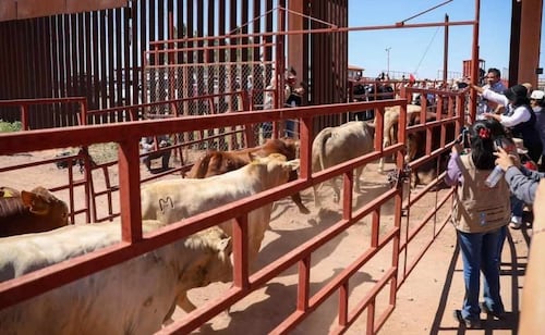 Reanudan exportación de ganado por Agua Prieta; Sonora suma 30 casos de gusano barrenador