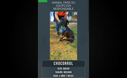 Más de mil 900 perros y gatos han encontrado un hogar; ¿cómo funciona Adopta CDMX?