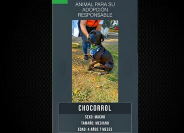 Más de mil 900 perros y gatos han encontrado un hogar; ¿cómo funciona Adopta CDMX?