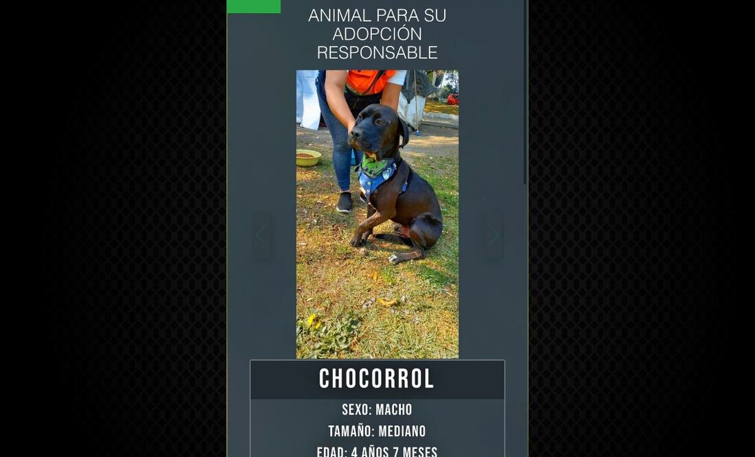 La plataforma de la PAOT promueve la adopción responsable y aún tiene más de mil animales en espera de una familia. Foto: Especial