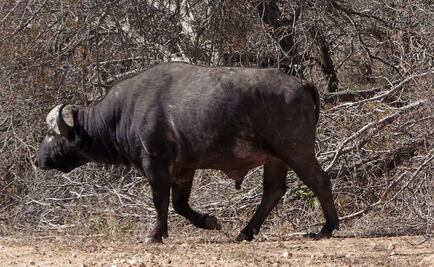 Sacrificarán hipopótamos y búfalos para combatir sequía en Sudáfrica