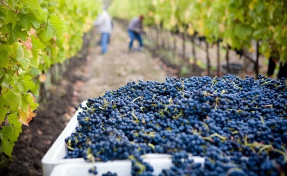 ¡A pisar las uvas! 8 fiestas de la vendimia en Querétaro