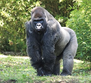 Expertos presumen negligencia médica en muerte de 'Bantú'