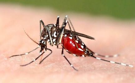 Abren teléfonos en Jalisco para informar sobre chikungunya