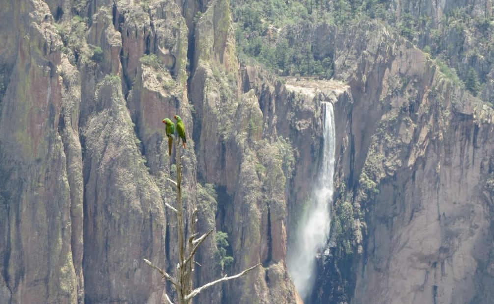 Conanp registra avistamiento de guacamaya verde en el Parque Nacional Cascada de Bassaseachic. Foto: Conanp