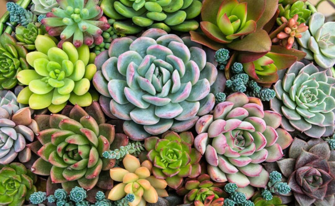Estas bellas plantas son tan encantadoras que merecen un lugar en tu hogar  / Fotos: Pexels
