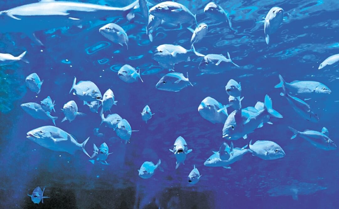 Foto: archivo/EL UNIVERSAL