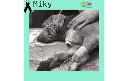Muere "Miky", el perro al que le sacaron los ojos