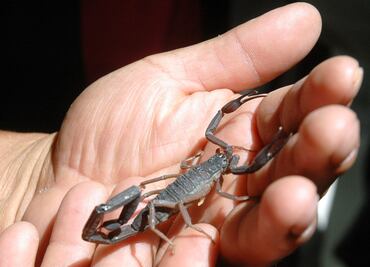 Moléculas del veneno de alacrán combatirían bacterias y células cancerígenas: UNAM