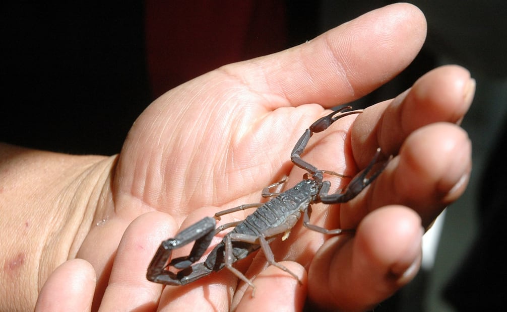 Los alacranes no solo son aránidos temidos, cumplen una función esencial en el ecosistema como controladores de plagas, pues comen cucarachas, termitas, arañas, grillos y hasta pequeños roedores. Foto: Cuartoscuro/Rodolfo Angulo