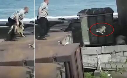 Hombre lanza perro a oso polar para evitar que ataque a mujer