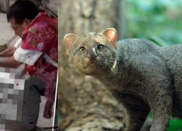 Investigan asesinato de un jaguarundí en Chiapas, especie escasa en México; habitantes lo confundieron con un nahual