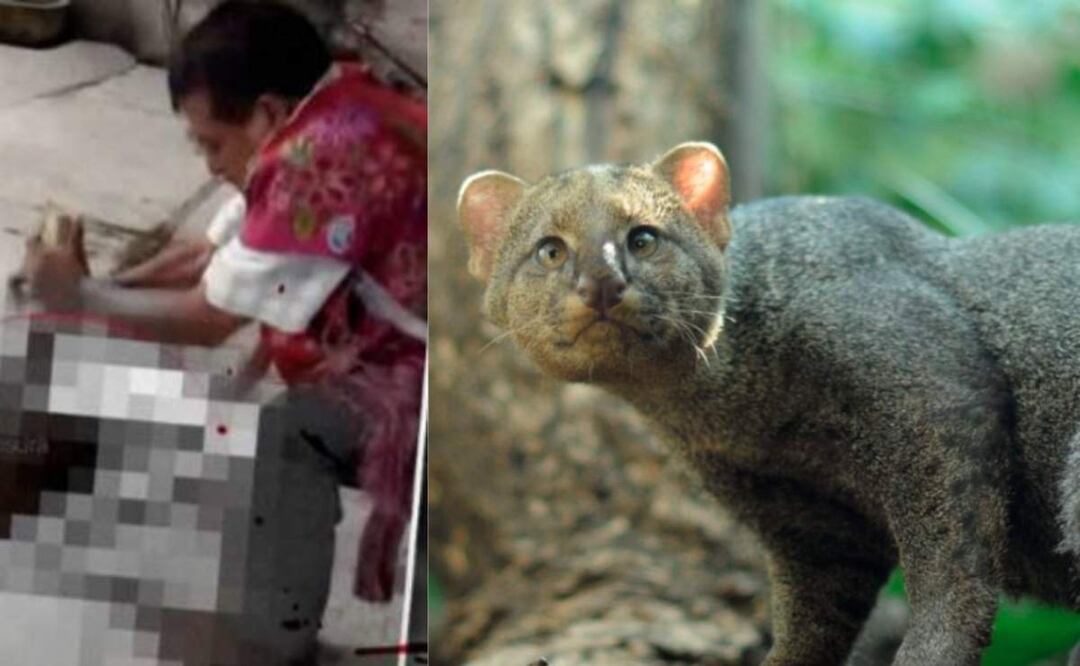 Investigan asesinato de un jaguarundí en Chiapas, especie escasa en México (02/04/2025). Foto: X (@YoAmoaLaCiencia)