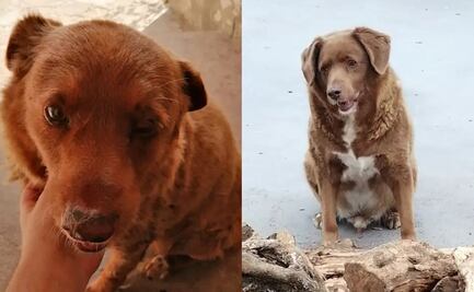 Bobi, el perro más viejo del mundo, muere en Portugal; ¿cuántos años tenía?