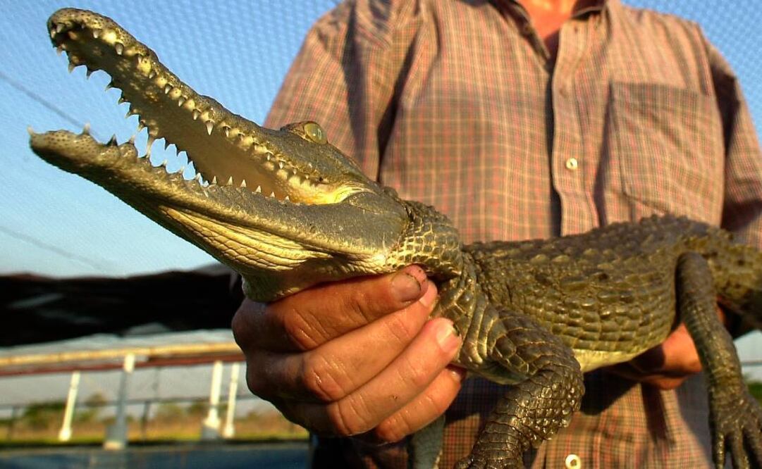 (Foto: Archivo EL UNIVERSAL)