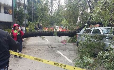 Bomberos laboran para retirar árbol caído en Mixcoac