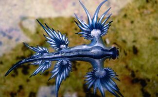 Emiten alerta por presencia de dragón azul en playas de Manzanillo; no se reportan heridos