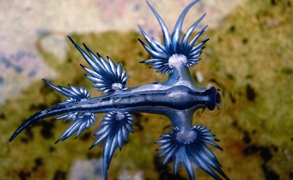 La picadura de este molusco puede provocar dolor, picazón e irritación. Foto: Canva