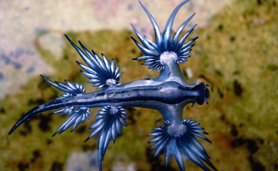 Molusco marino conocido como dragón azul. Foto: Canva
